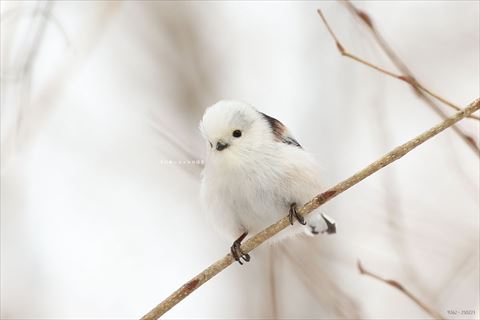 下を眺めるシマエナガ