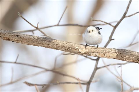 木の枝から前を見つめるシマエナガ