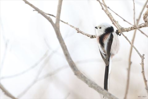 横から模様が見えるシマエナガ