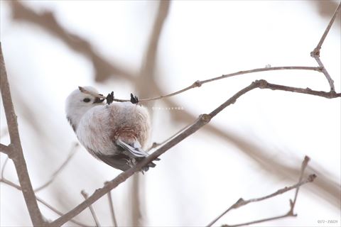 あおむけシマエナガ