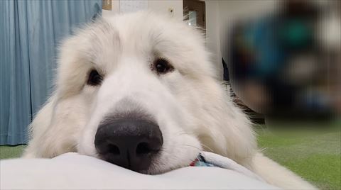 お腹の上にアゴのせ