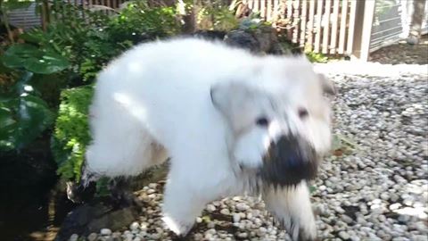 鼻と足泥だらけ子犬こちらに向かってくる