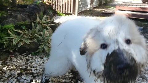 鼻と足泥だらけ子犬アップ