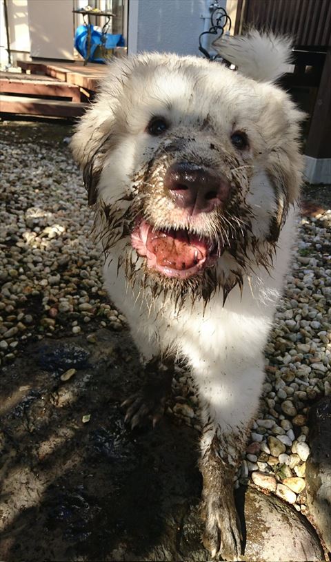笑顔で泥だらけ子犬