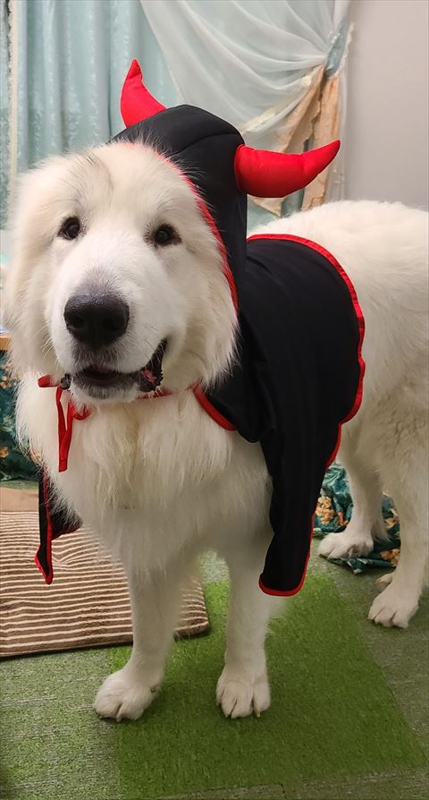 ハロウィン衣装