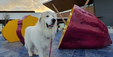 さつまいもとワンコ