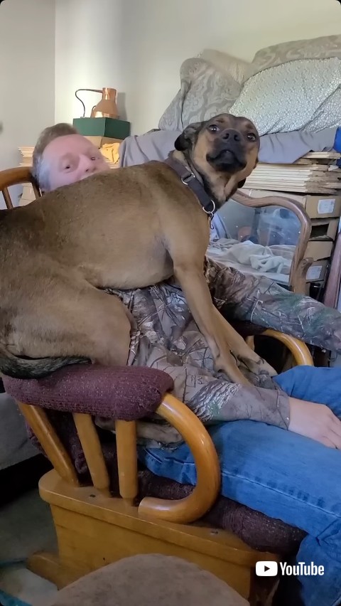 特等席を占拠する犬