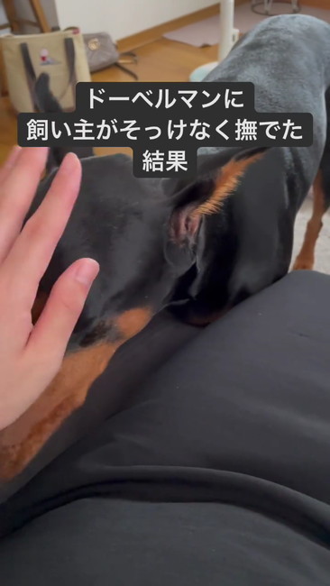 そっけなくなでた