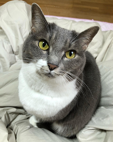 ぎんちゃん上から