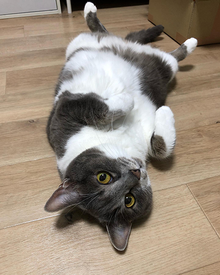 落ちてるぎんちゃん