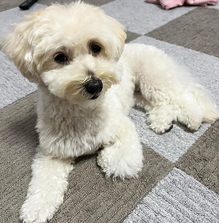 トリミング後ロアちゃん