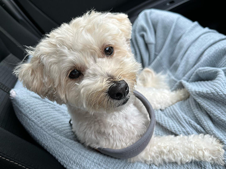 車内のロアちゃん