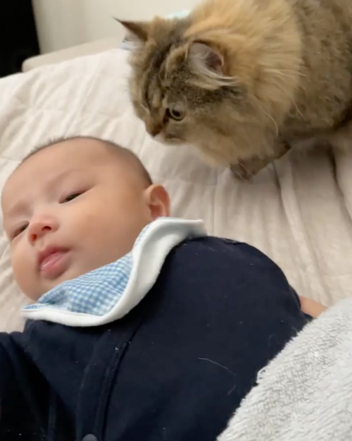 あやす猫と赤ちゃん