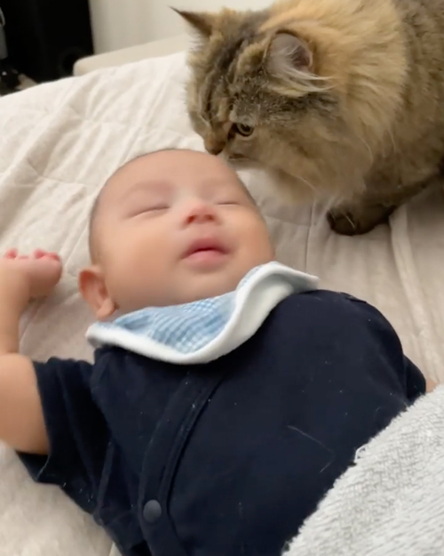 赤ちゃんが泣くと見守りにくる猫