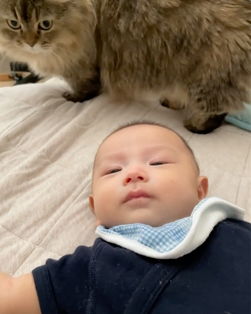 赤ちゃんが泣くと見守りにくる猫