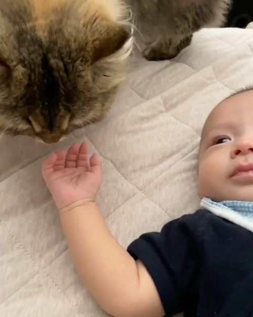 赤ちゃんが泣くと見守りにくる猫