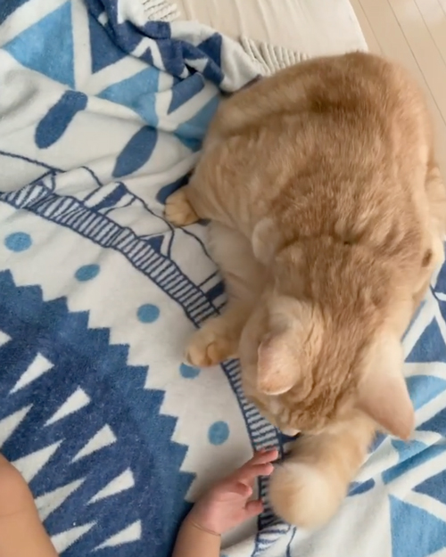 赤ちゃんに寄り添うマロンくん