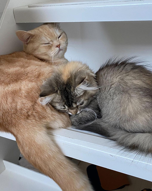 マロンくんとフランちゃん