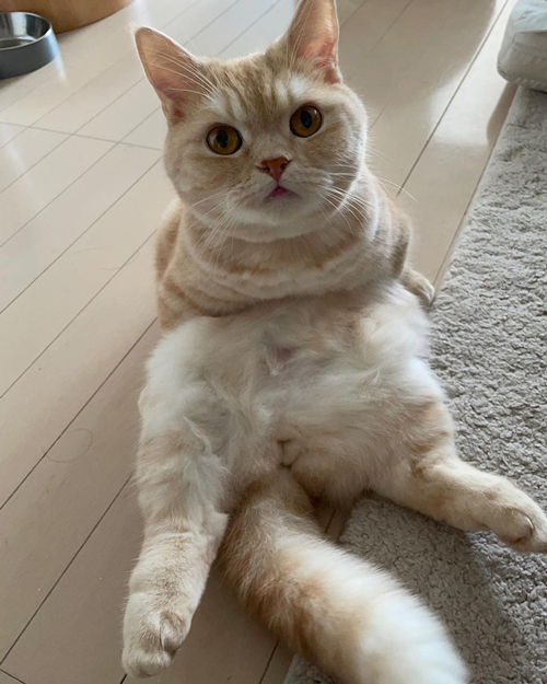 変な体勢のマロンくん