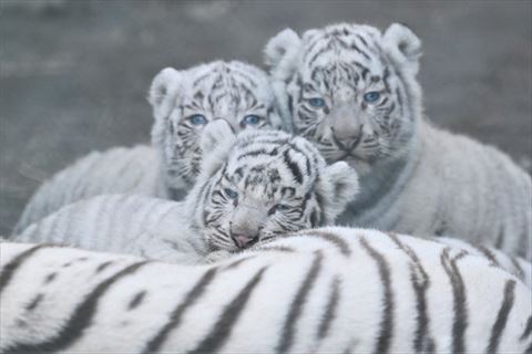赤ちゃんホワイトタイガー3匹