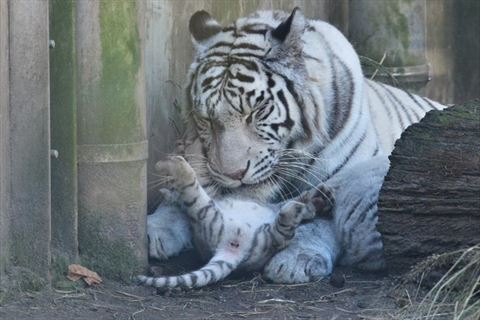 転がってる赤ちゃんのおなかをなめる母