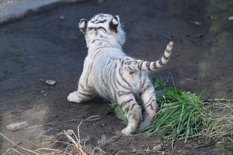 何かを見てる赤ちゃんホワイトタイガー後ろ姿