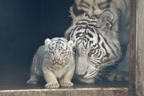 何かを見てる赤ちゃんホワイトタイガーと母タイガー