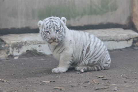 カメラ目線赤ちゃん