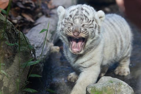 鳴いてる赤ちゃんアップ