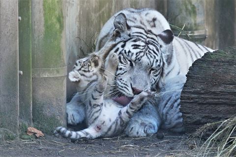 赤ちゃんのおなかをなめる母