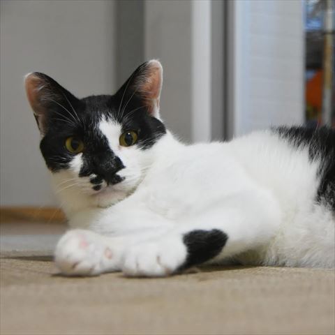 黒白猫短毛