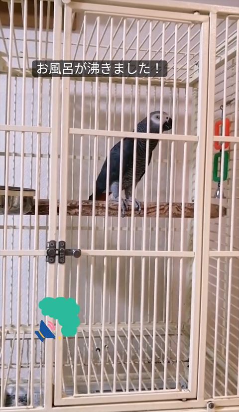 前を見るヨウム