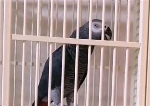 喋ってるヨウムトリミング