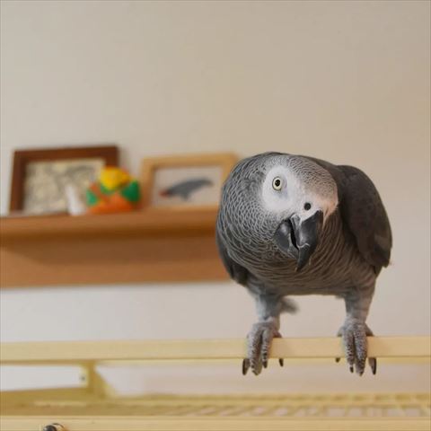 首かしげるヨウム