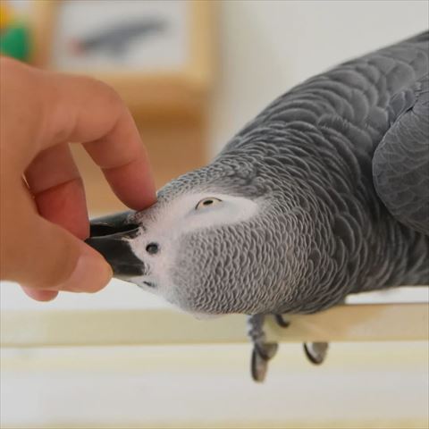 飼い主さんになでられるヨウム