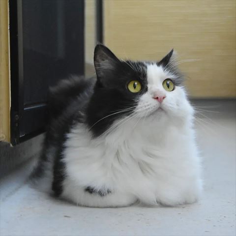黒白猫長毛