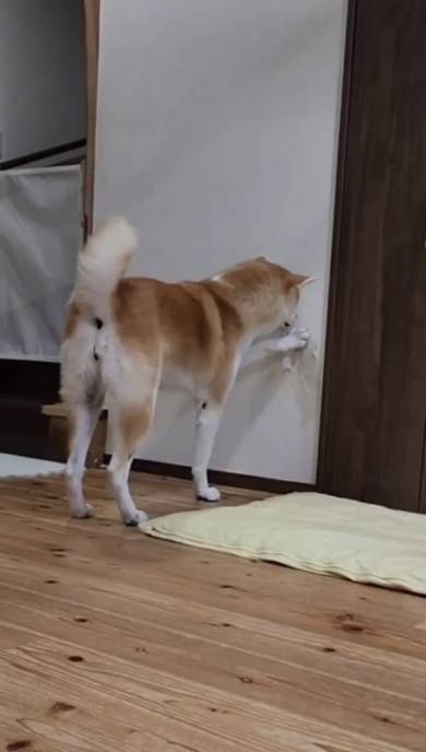 秋田犬の壁堀り