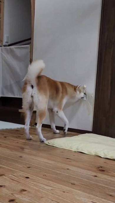 秋田犬の壁堀り