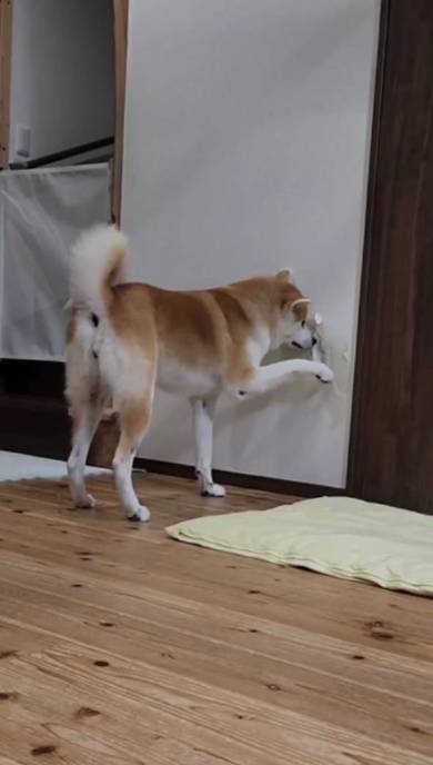 秋田犬の壁堀り