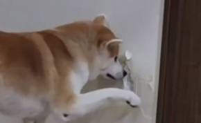 秋田犬の壁堀り