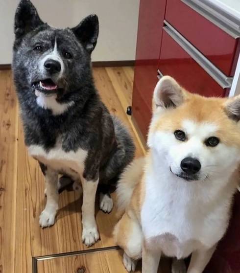 秋田犬の壁堀り