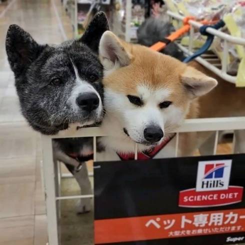 秋田犬の壁堀り