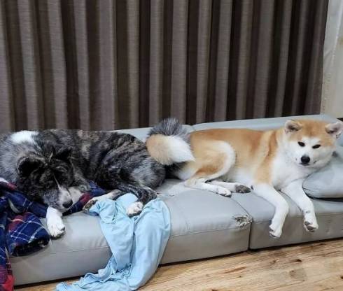 秋田犬の壁堀り