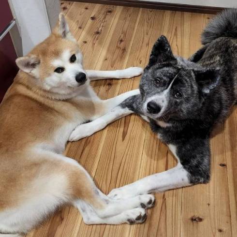 秋田犬の壁堀り