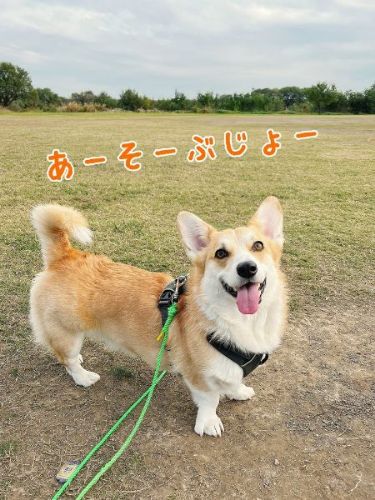 オススメ