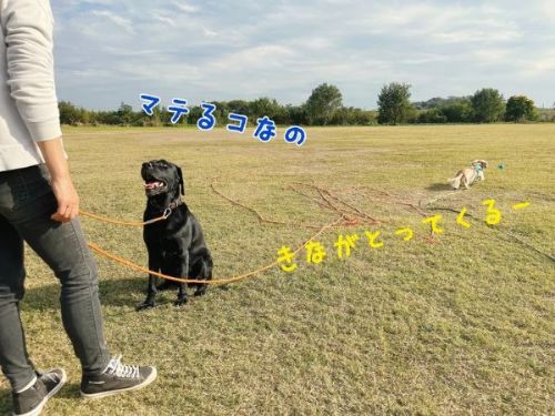 トレーニングする犬たち