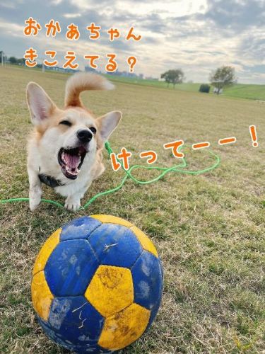 おねだりするコーギー