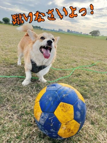 コーギーの表情