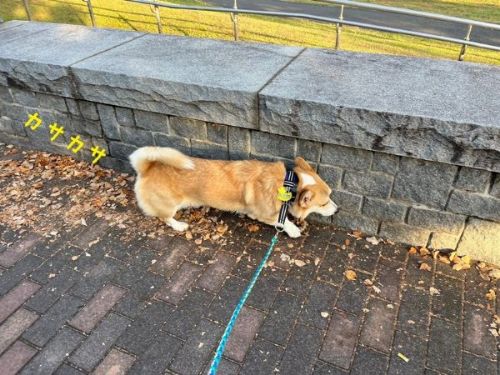 落ち葉をふむコーギー