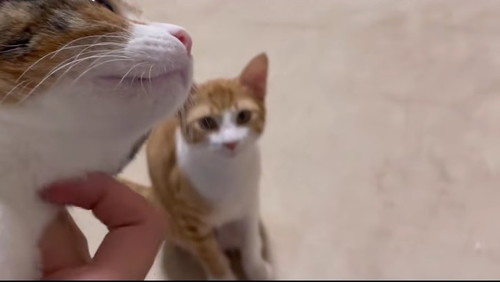 オススメ
